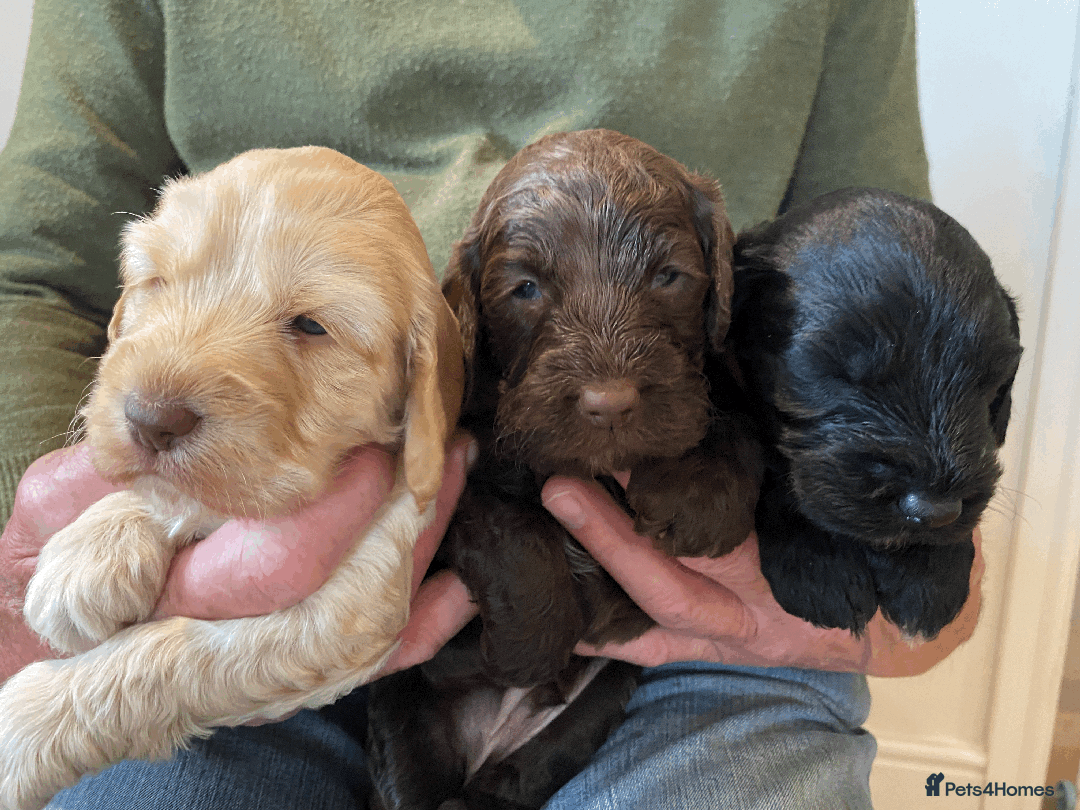Cockapoo dogs for sale: cockapoo F1 - Image 18