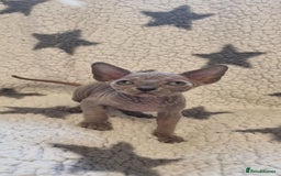 Sphynx cats for sale: Canadian sphynx - Image 8