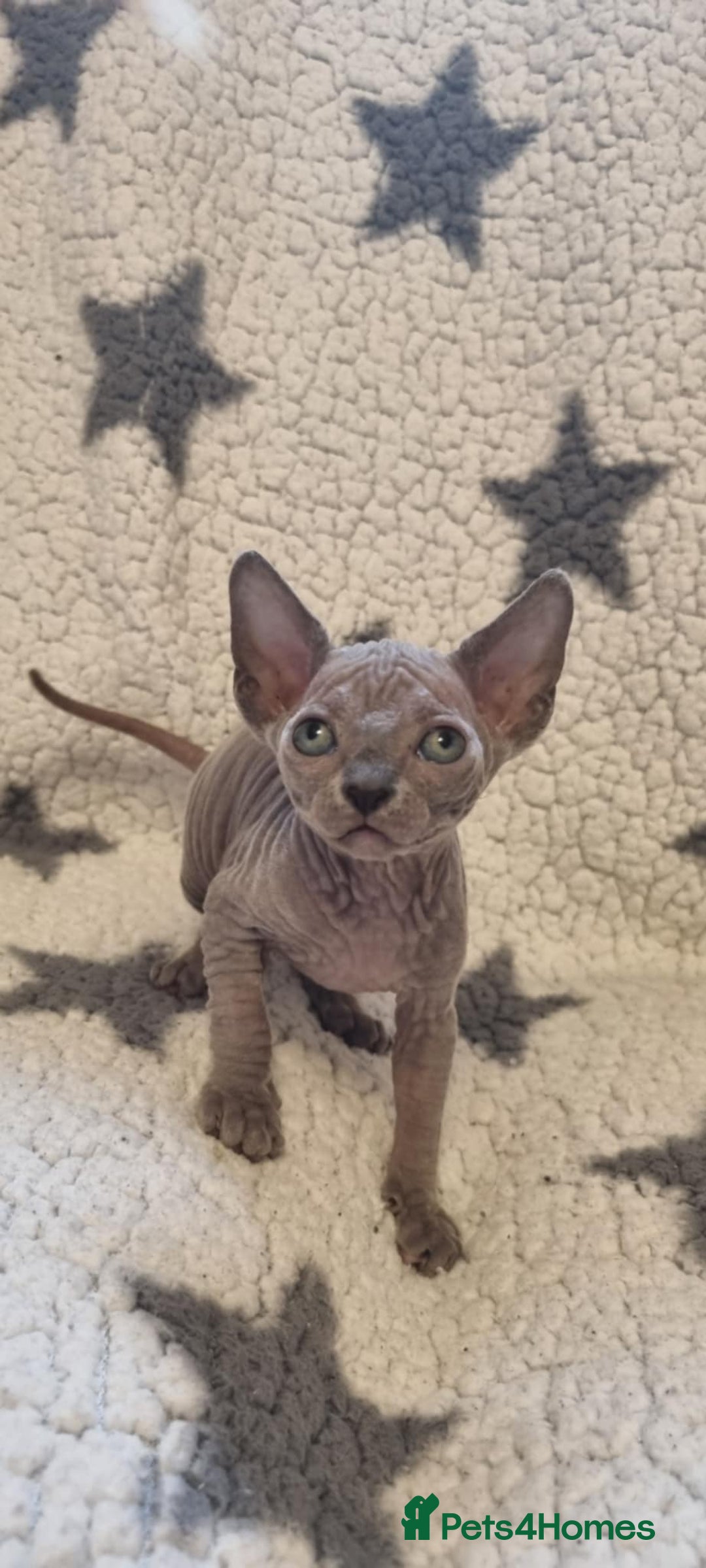 Sphynx cats for sale: Canadian sphynx - Image 8