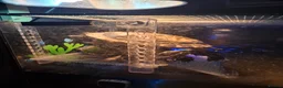 Turtle reptiles for sale: 2 turtles & enclosure - Advert 3