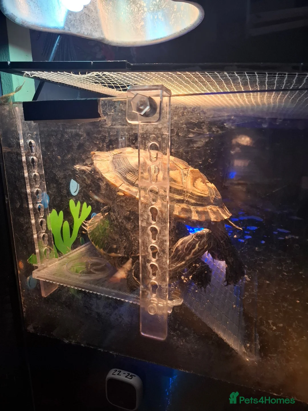 Turtle reptiles for sale: 2 turtles & enclosure - Advert 3