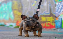 French Bulldog dogs for stud: Blue and tan VELVET boy FOR STUD - Image 1