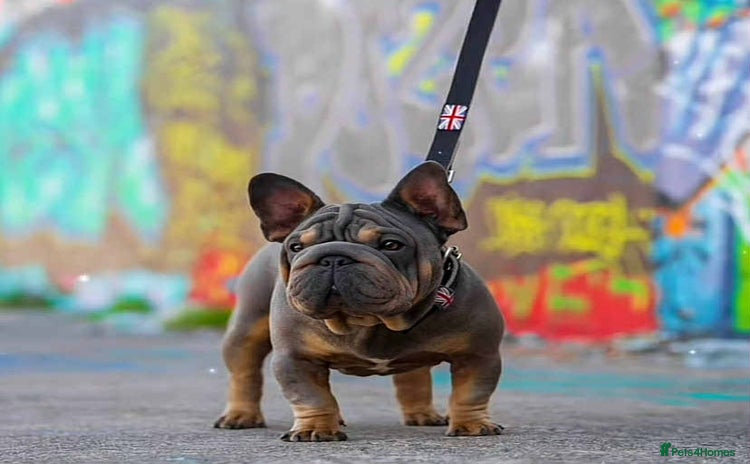 French Bulldog dogs - Advert 14