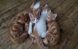 Mixed Breed cats for sale: Adorable Kittens. Ginger males - Image 2