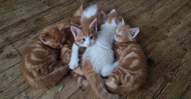 Mixed Breed cats - Advert 11