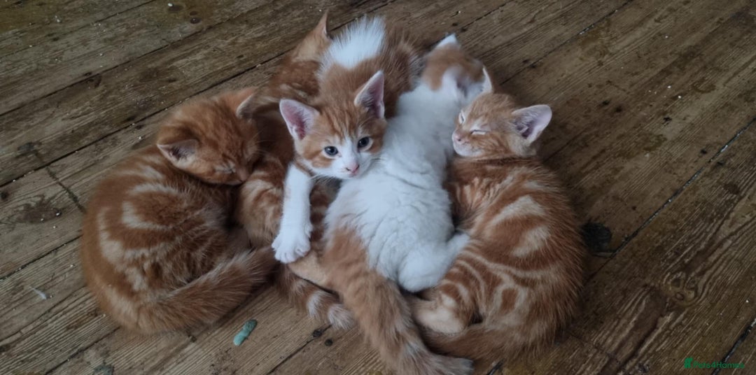 Mixed Breed cats for sale: Adorable Kittens. Ginger males - Image 2
