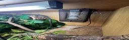 Chameleon reptiles for sale: Yaman Chameleon  in Colwyn Bay - Advert 2