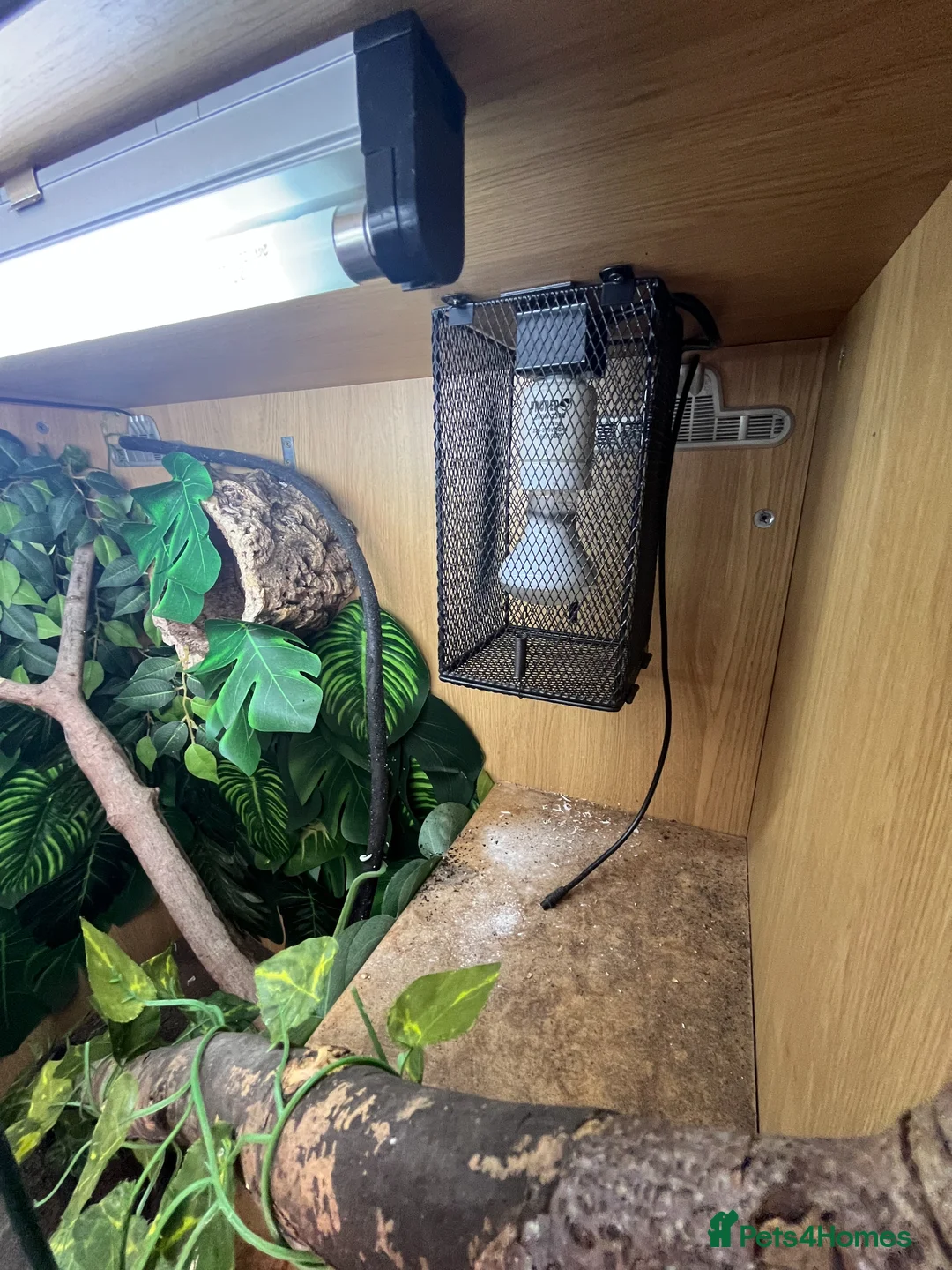 Chameleon reptiles for sale: Yaman Chameleon  in Colwyn Bay - Advert 2