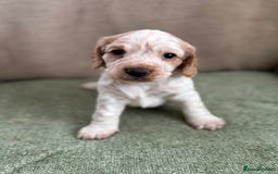 Cocker Spaniel dogs for sale: Working Cocker Spaniel pups for sale  - Image 2