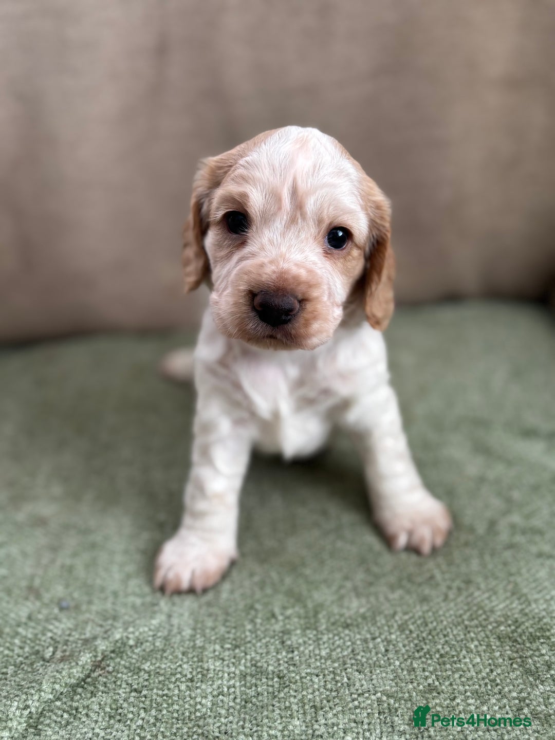 Cocker Spaniel dogs for sale: Working Cocker Spaniel pups for sale  - Image 2