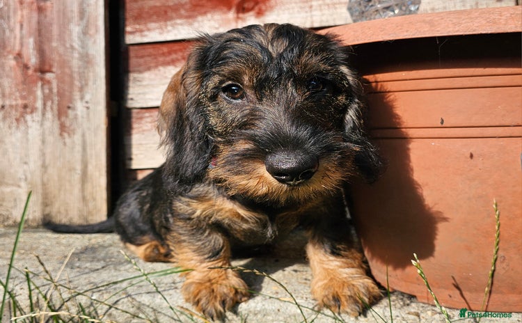 Dachshund dogs - Advert 2