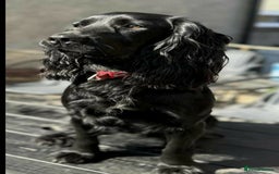 Cocker Spaniel dogs for sale: Cocker spaniel puppies - Advert 11