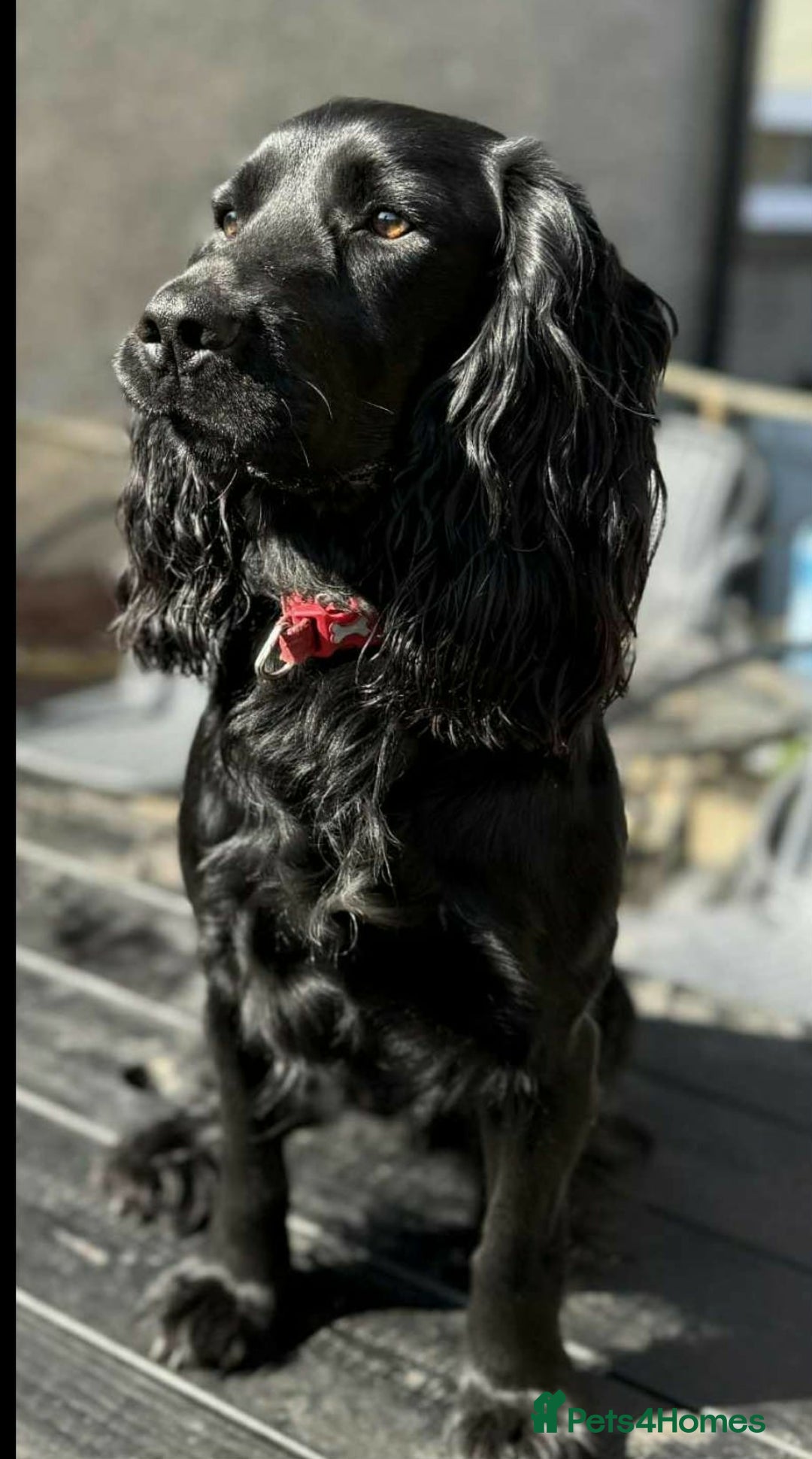 Cocker Spaniel dogs for sale: Cocker spaniel puppies - Advert 11