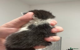 Mixed Breed cats for sale: 5 beautiful mixed breed kittens❤️ - Image 5
