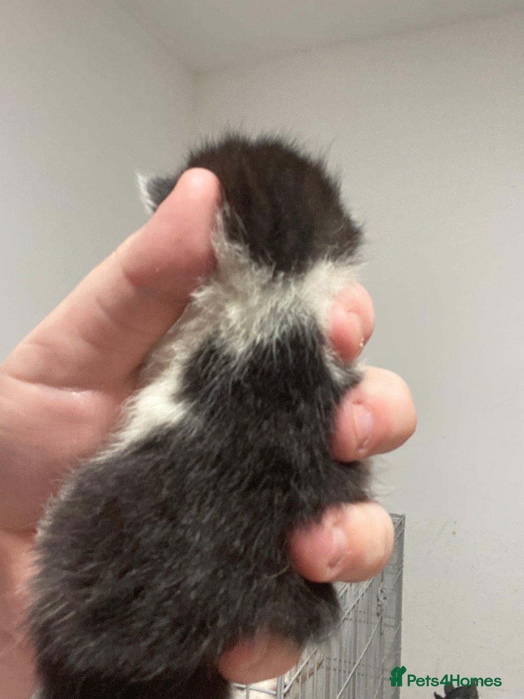 Mixed Breed cats for sale: 5 beautiful mixed breed kittens❤️ - Image 5