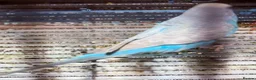 Budgerigars birds for sale: NON-FLYERS  Pair of Budgies – £40 for the pair - Advert 15