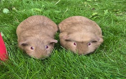 Guinea Pig rodents for sale: Brown Guinea pigs twin male comes with indoor cage - Image 1