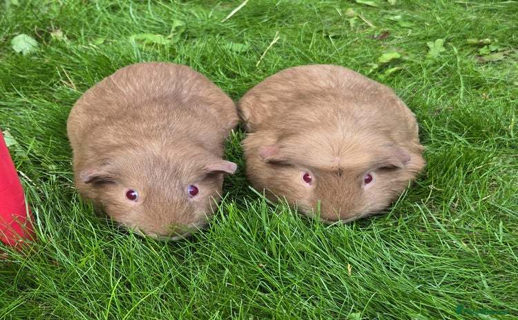 Guinea Pig rodents for sale - Advert 1