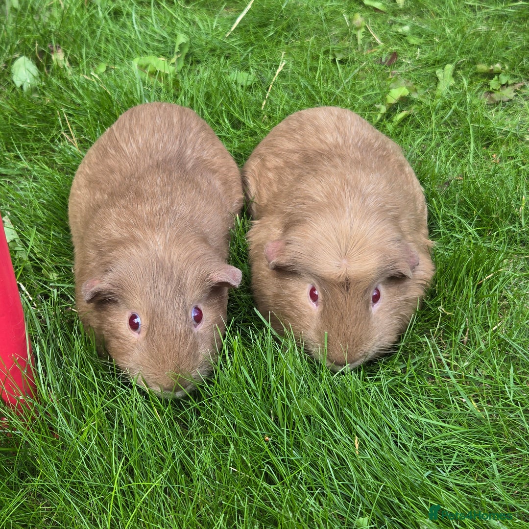 Guinea Pig rodents for sale: Brown Guinea pigs twin male comes with indoor cage - Image 1