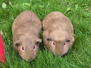 Guinea Pig rodents - Advert 15