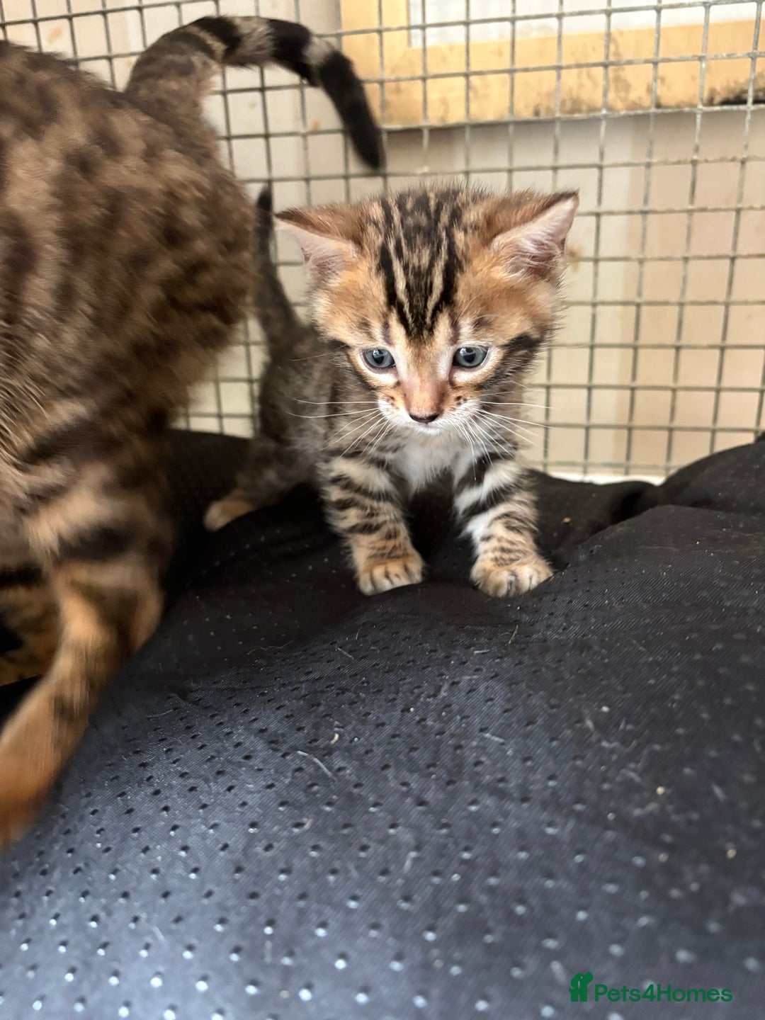 Bengal cats for sale: Pedigreed/registered Bengal kittens - Advert 10