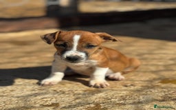 Jack Russell dogs for sale: Jack Russell’s - Image 4