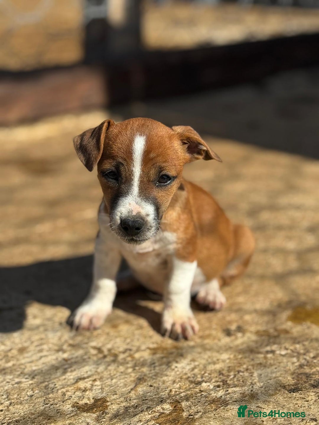 Jack Russell dogs for sale: Jack Russell’s - Image 4