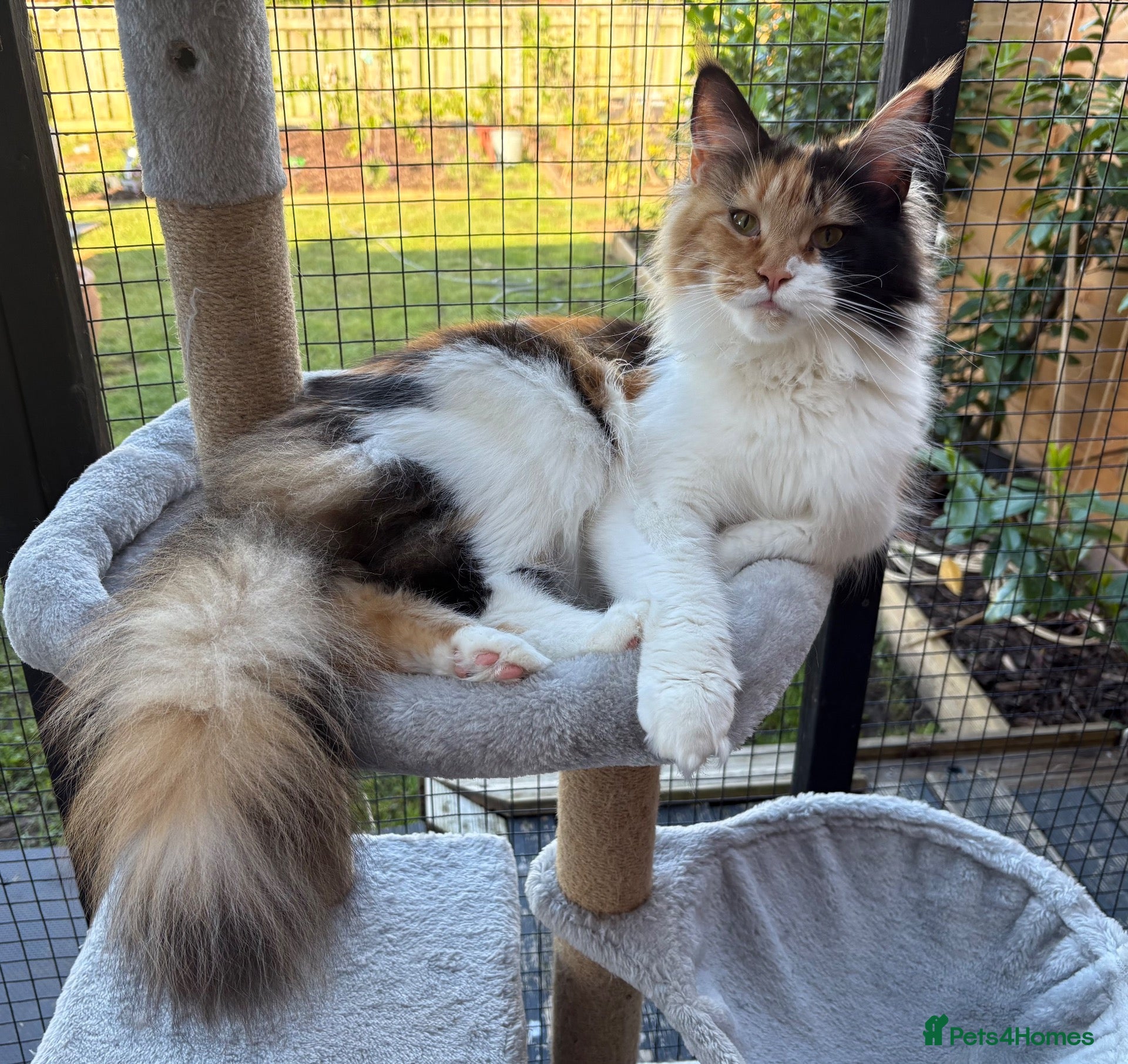 Maine Coon cats 🐾 Show Quality GCCF Registered Maine Coon Kittens - Advert 2