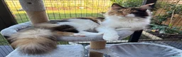 Maine Coon cats for sale: 🐾 Show Quality GCCF Registered Maine Coon Kittens - Advert 2