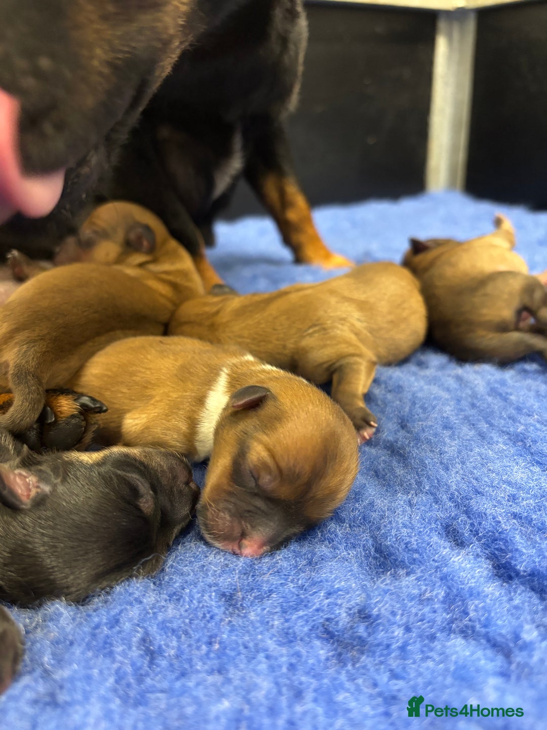 Jack Russell dogs for sale: Miniature Jack Russell’s  - Advert 4