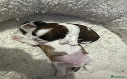 Shih Tzu dogs for sale: 🐾 Gorgeous Shih Tzu Puppies – 1 Boy & 1 Girl 🐾 - Image 4