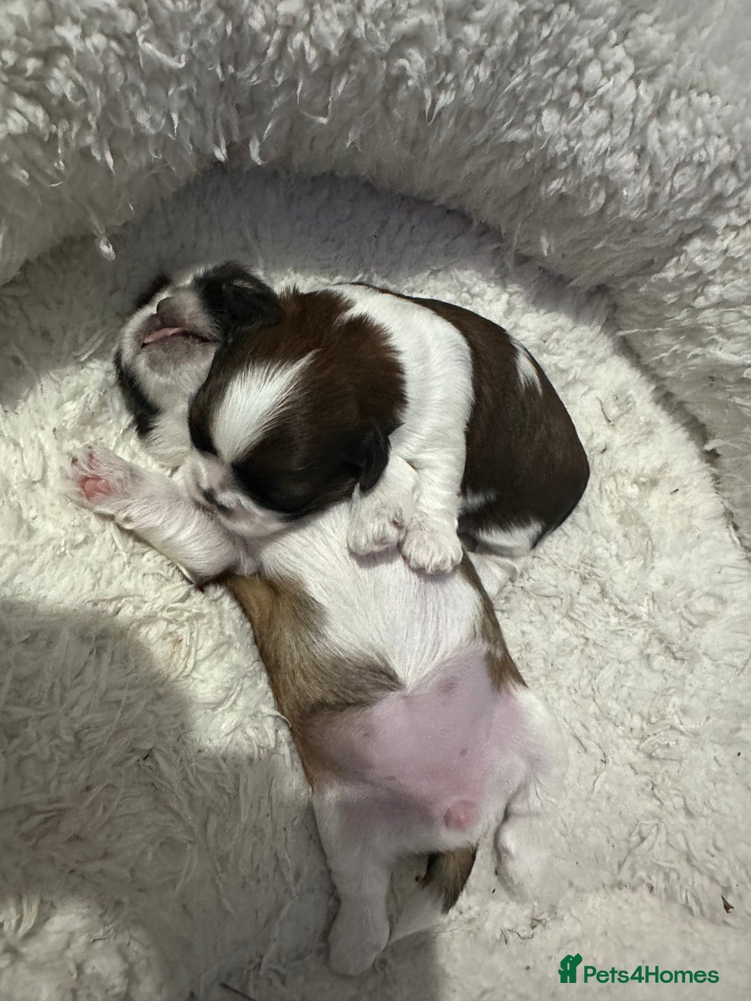 Shih Tzu dogs for sale: 🐾 Gorgeous Shih Tzu Puppies – 1 Boy & 1 Girl 🐾 - Image 4
