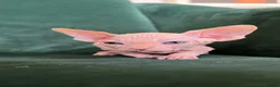 Sphynx cats for sale: Quality Health Tested Sphynx Kittens  - Advert 19