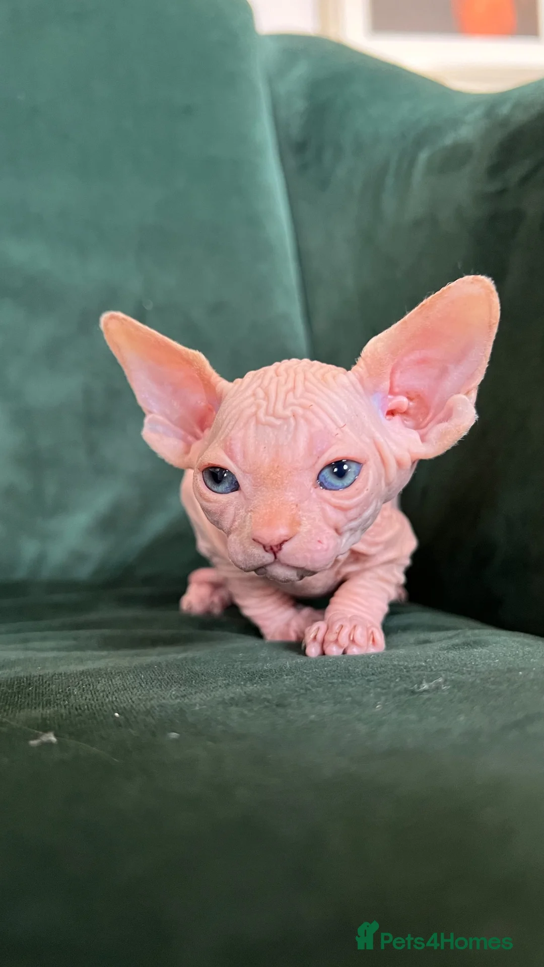 Sphynx cats for sale: Quality Health Tested Sphynx Kittens  - Advert 19