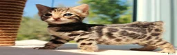 Bengal cats for sale: CUTE BENGAL FEMALE (TICA REG) - Advert 1