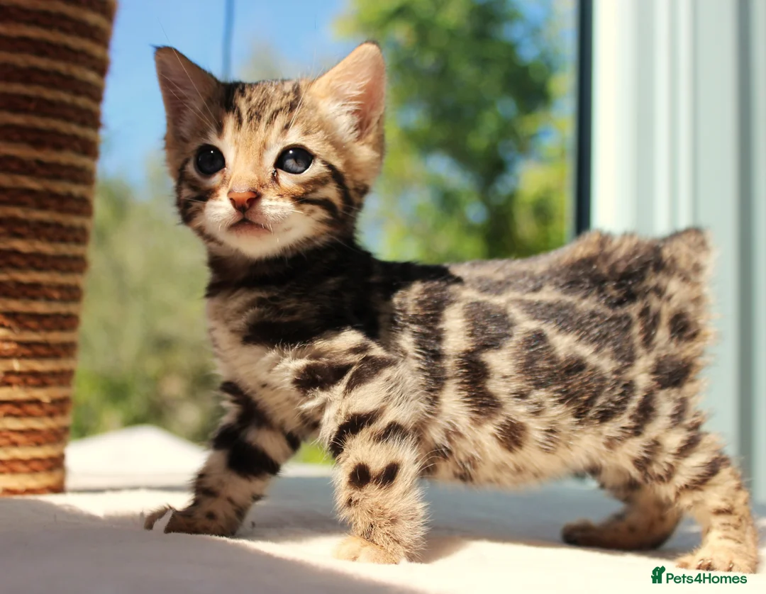 Bengal cats for sale: CUTE BENGAL FEMALE (TICA REG) - Advert 1