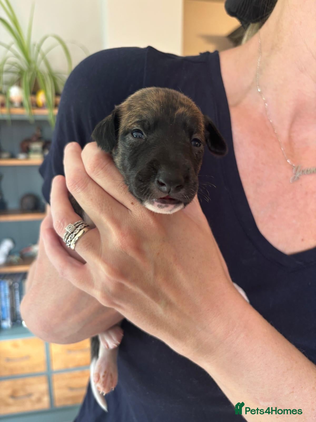 Whippet dogs Stunning pedigree whippet puppies  - Advert 1