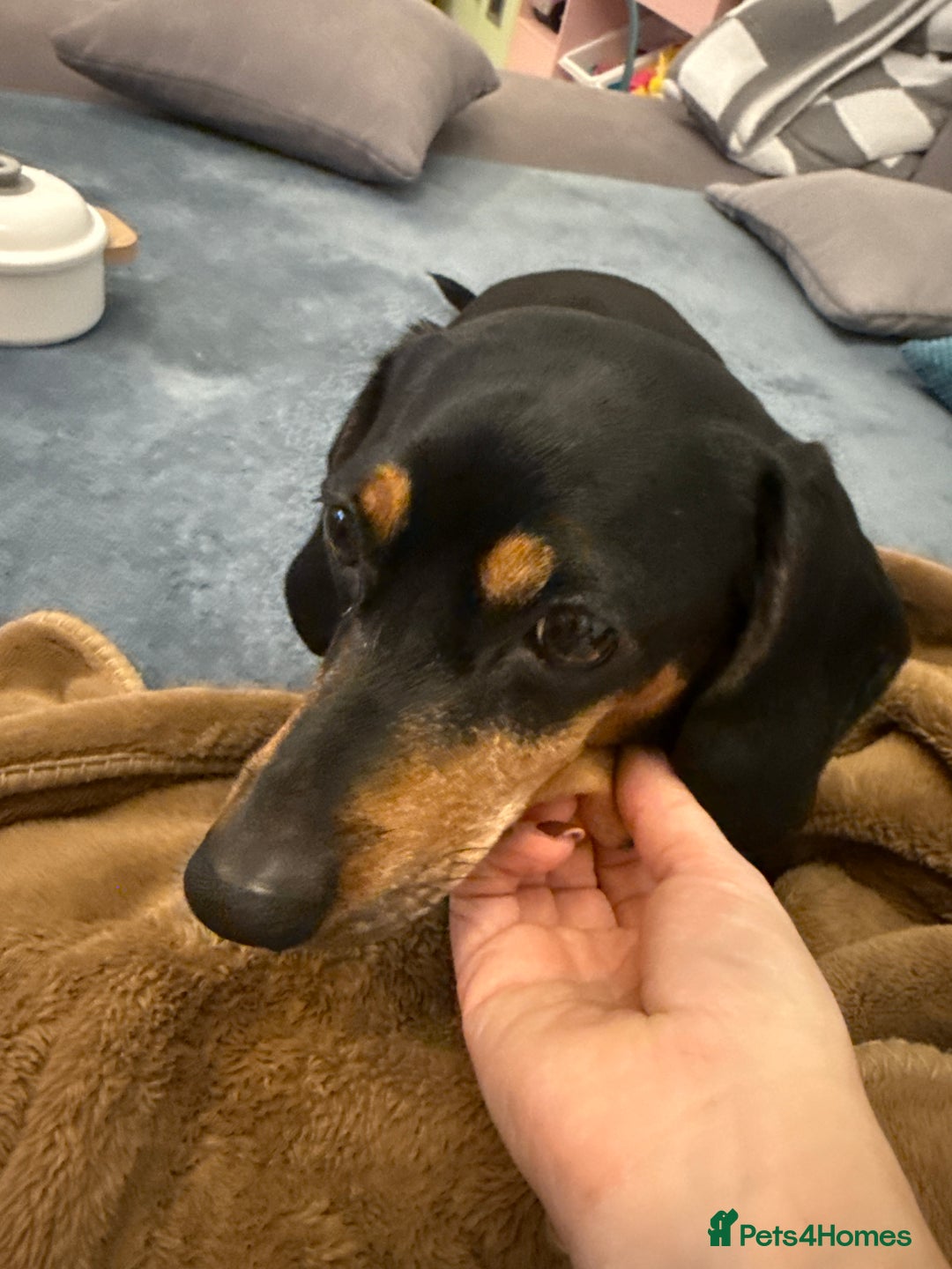 Dachshund dogs for sale: Our beautiful dachshund looking for her new home - Advert 5