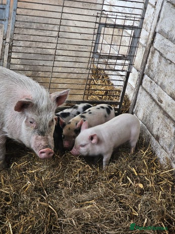 Pig livestock - Advert 16