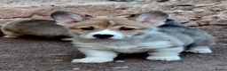 Welsh Corgi Pembroke dogs for sale: KC Pembroke Corgis  - Advert 20
