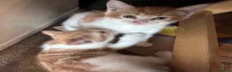 Mixed Breed cats for sale: Mrs S. Averlingiene  in Enfield - Advert 8