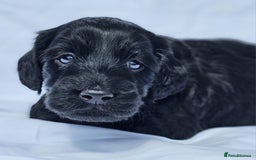 Labradoodle dogs for stud: Multigen/F3b Labradoodle Stud in Calne - Image 35