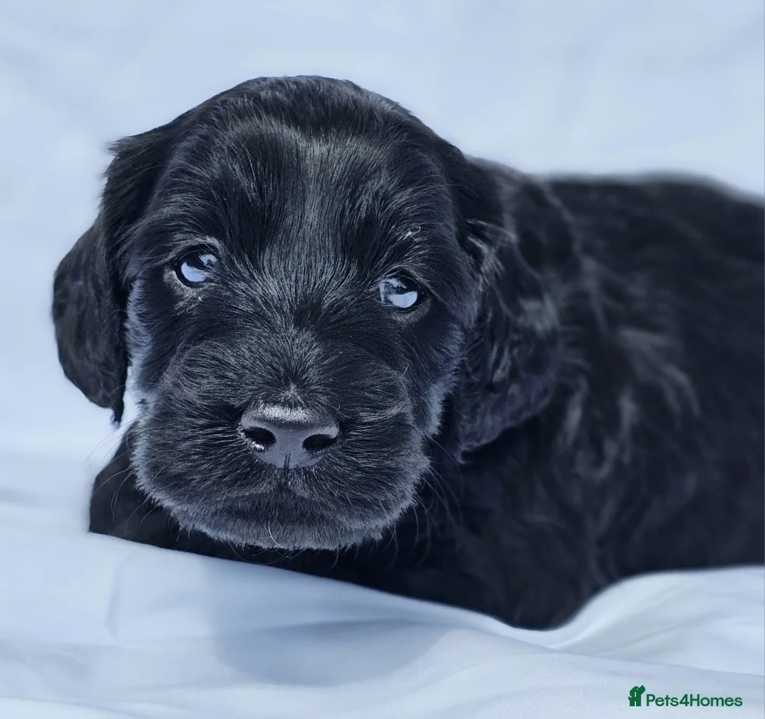 Labradoodle dogs for stud: Multigen/F3b Labradoodle Stud in Calne - Advert 35