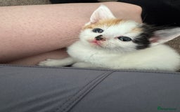 Domestic Shorthair cats for sale: 4 kittens  - Image 4