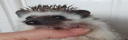 Pygmy Hedgehog rodents for sale: Full pedigree African pygmy hedgehog babies  - Advert 11