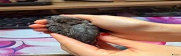 Quail poultry for sale: "Normal" type Chinese painted quail (button quail) in Sleaford - Advert 5