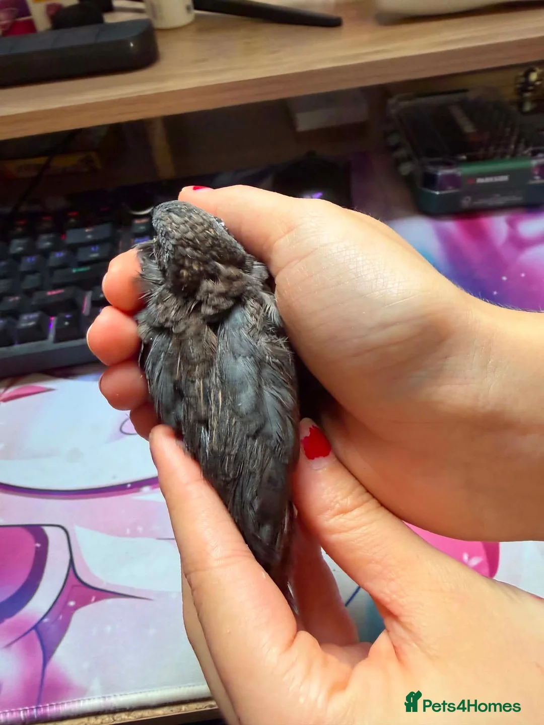 Quail poultry for sale: "Normal" type Chinese painted quail (button quail) in Sleaford - Advert 5