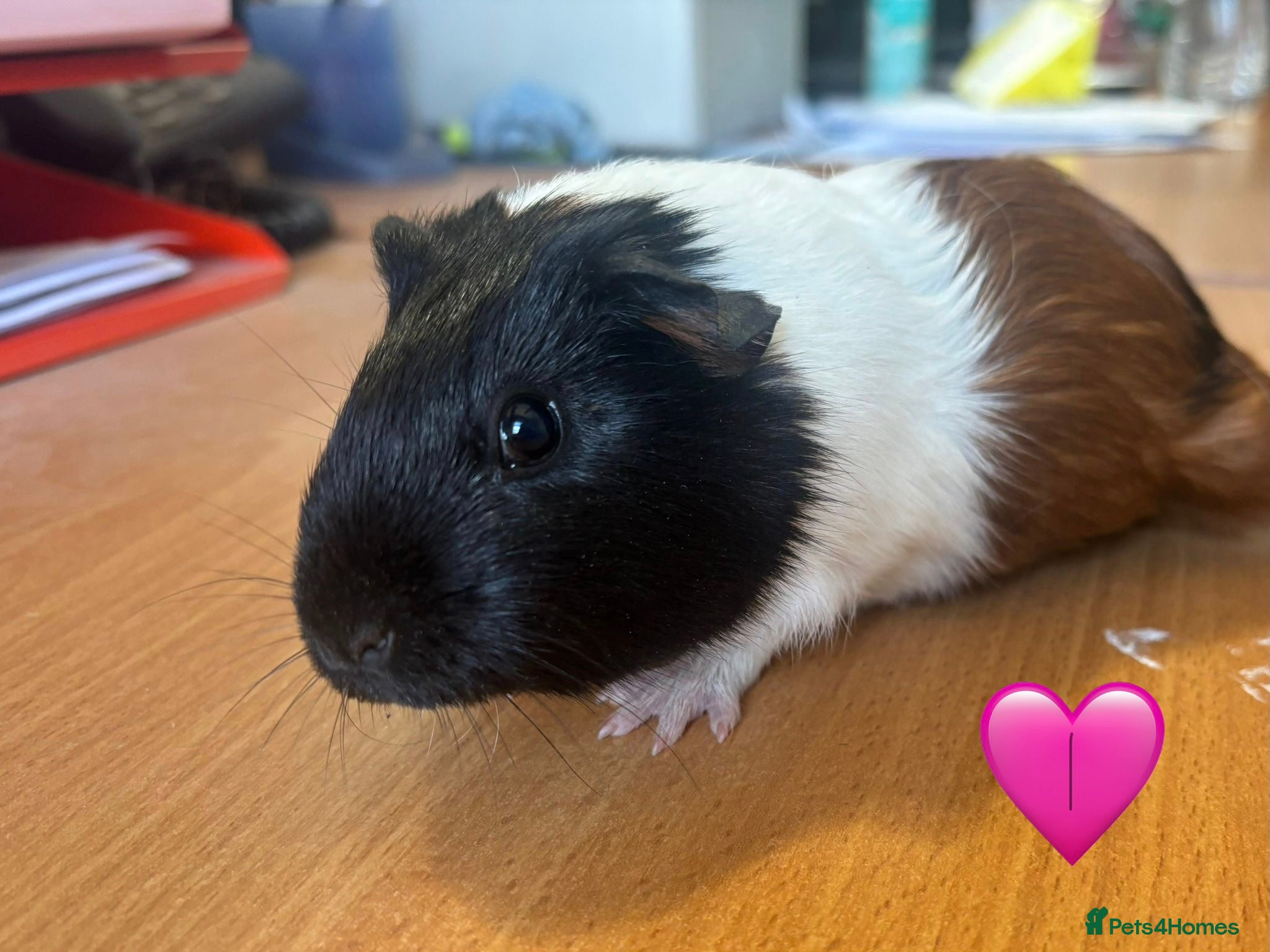 Guinea Pig rodents Guinea Pigs - Mixed Litter Young Males & Female - Advert 1