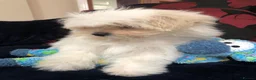Mixed Breed dogs for sale: shihtzu / bichon x maltese  - Advert 13