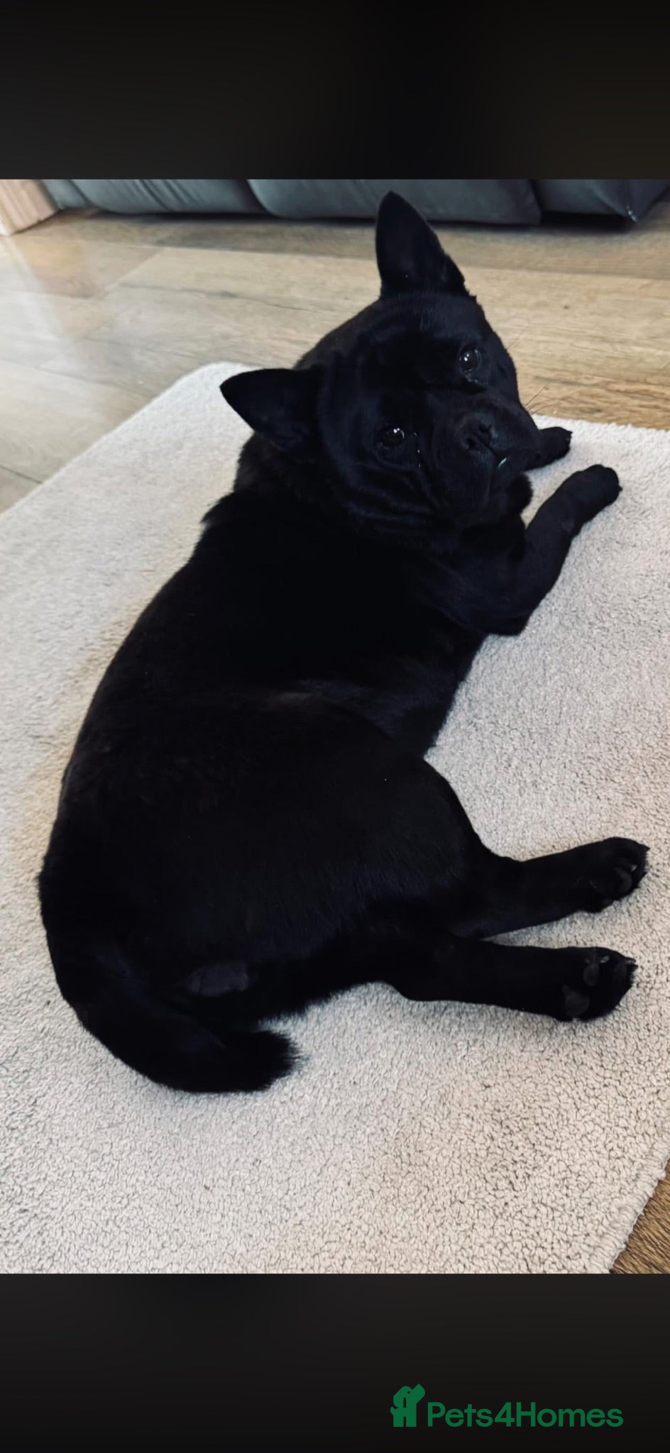 Mixed Breed dogs for sale: Frenchie X chow chow  - Advert 1